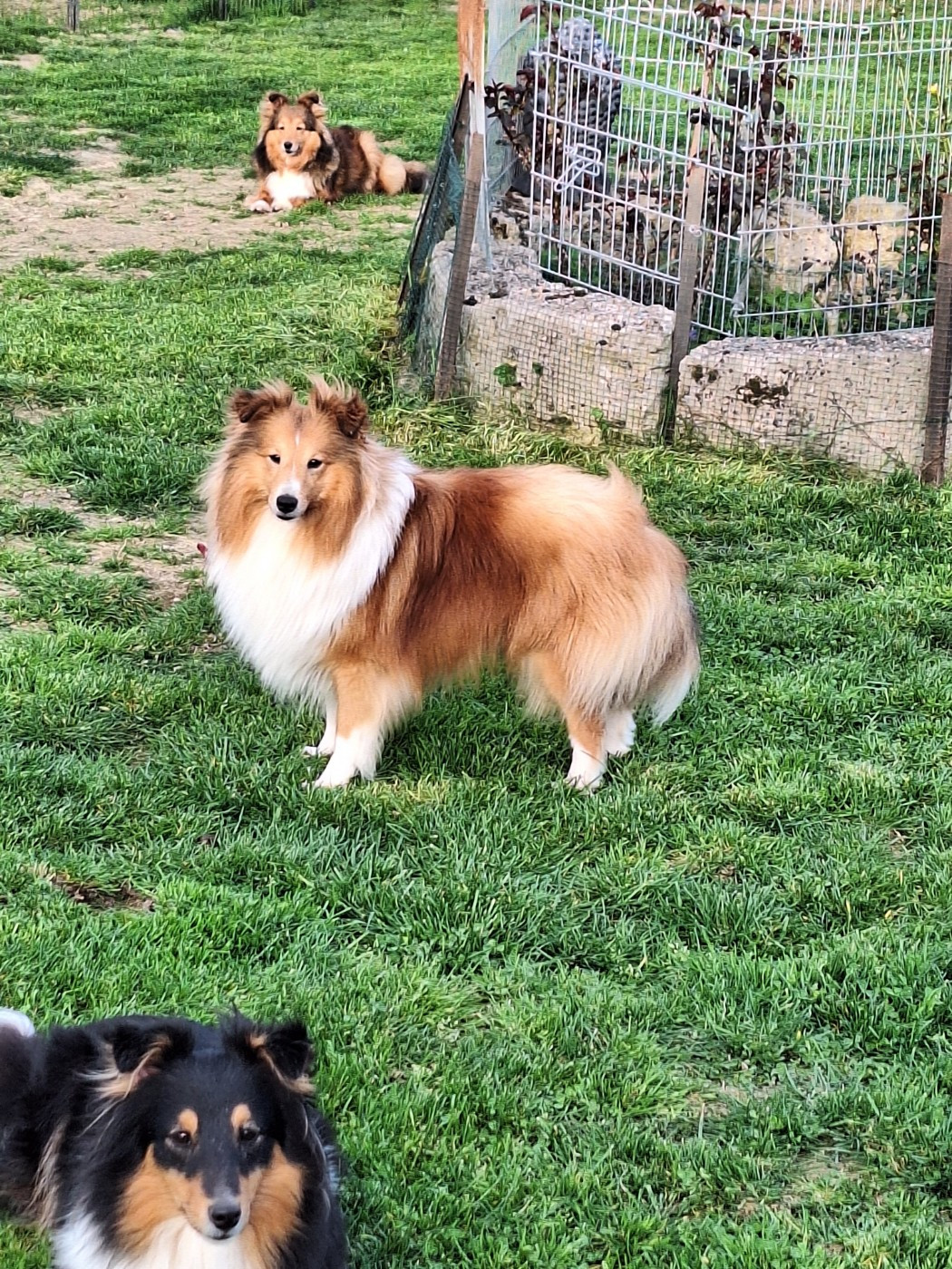 Vanora Jone's VOLTAIRE