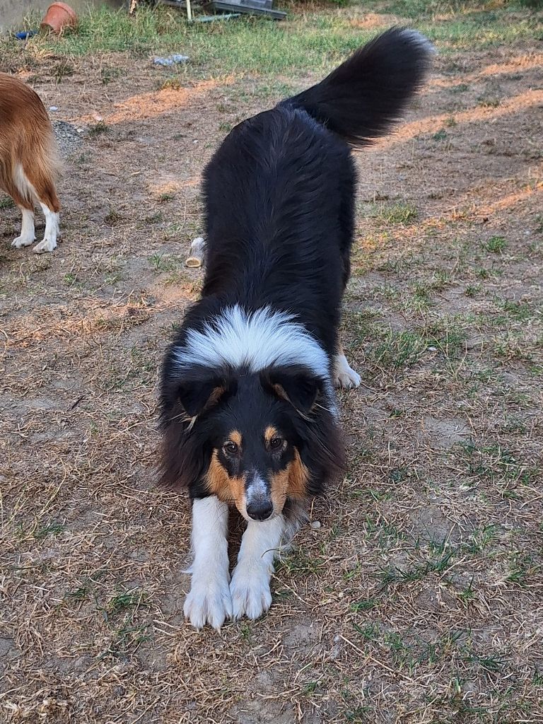 Veya noire De la combe berail