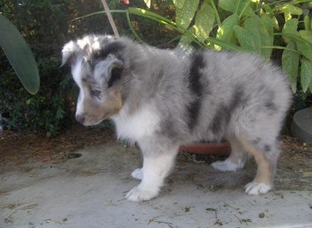 Eragon de la Chambrette Agenaise