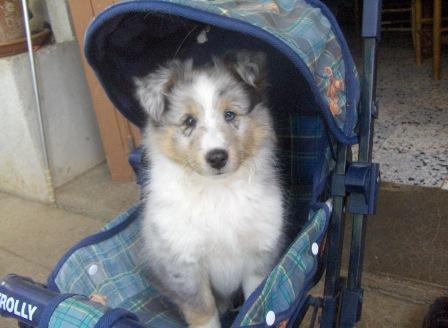 Eragon de la Chambrette Agenaise