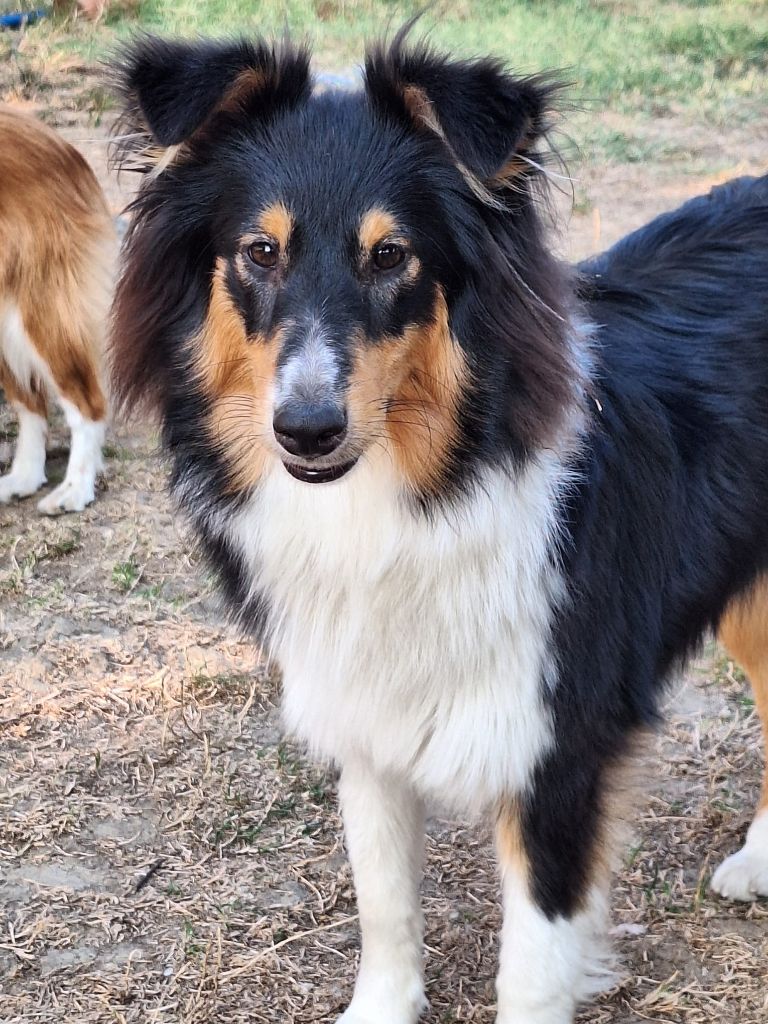 Veya noire De la combe berail