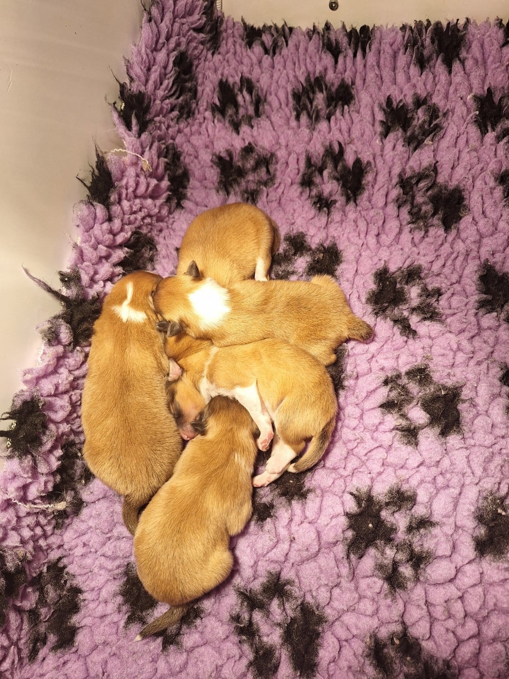 CHIOT 1 - Shetland Sheepdog