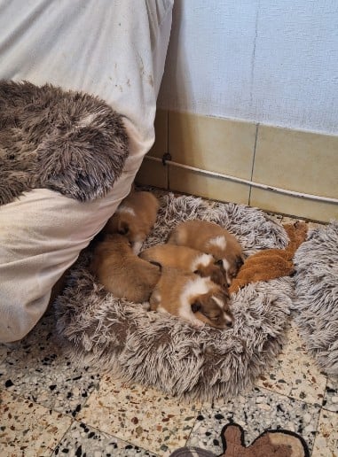 Shetland Sheepdog - de la Chambrette Agenaise