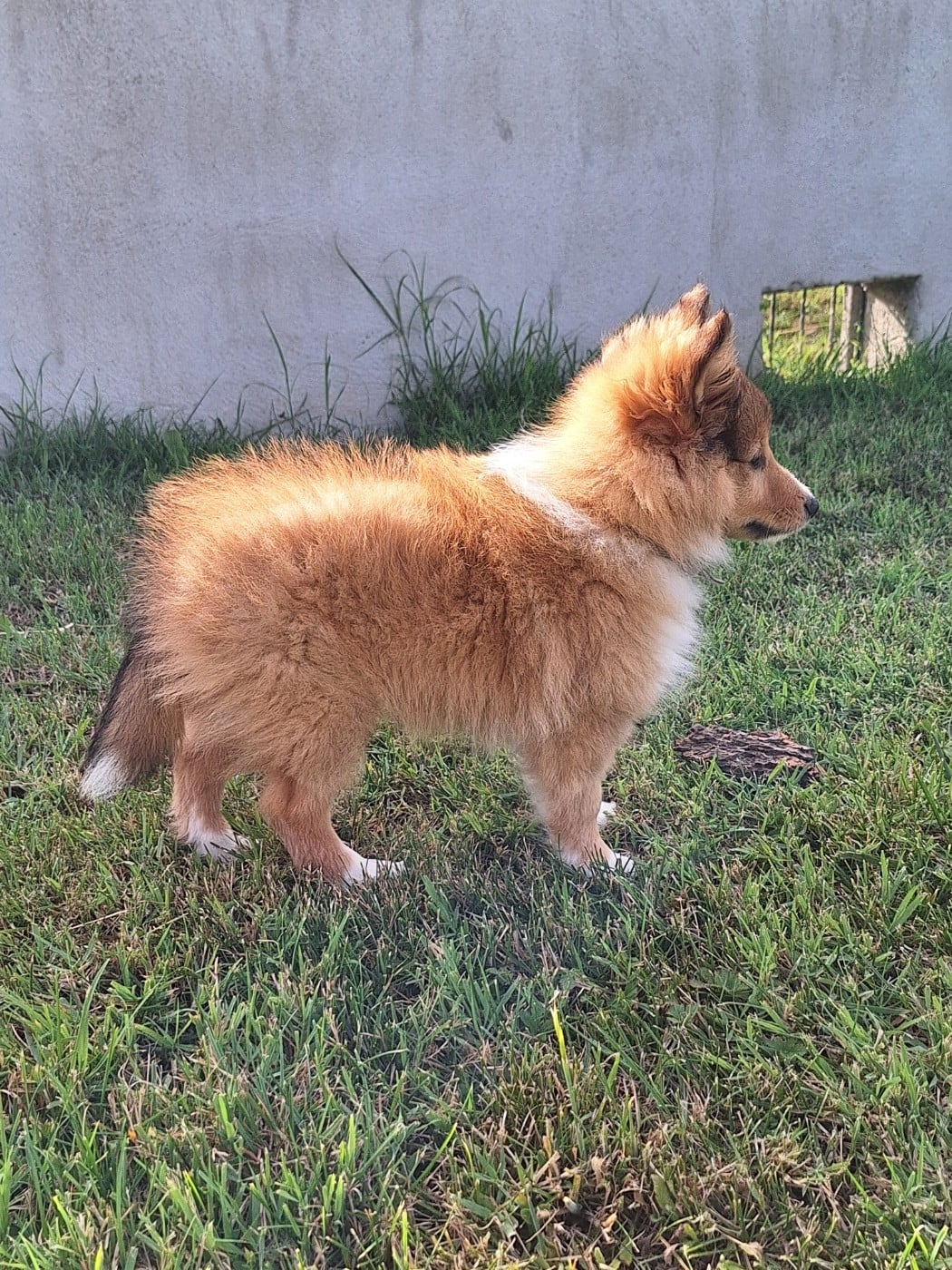BILL (collier gris)