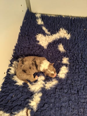 Les chiots de Shetland Sheepdog