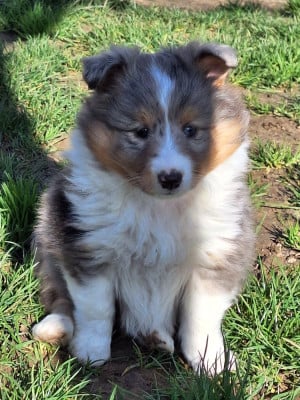 Les chiots de Shetland Sheepdog