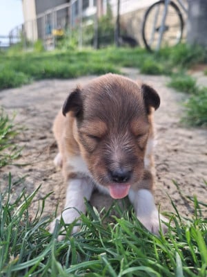 Les chiots de Shetland Sheepdog