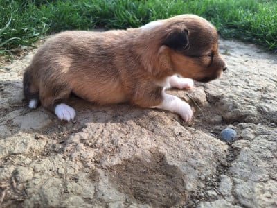 Les chiots de Shetland Sheepdog
