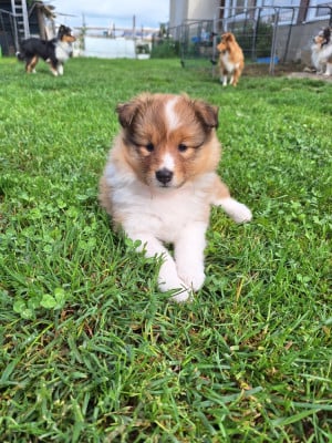 Les chiots de Shetland Sheepdog
