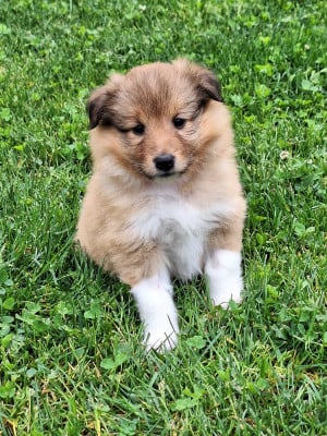 Les chiots de Shetland Sheepdog