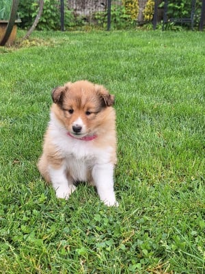 Les chiots de Shetland Sheepdog
