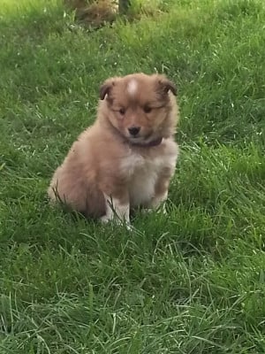 Les chiots de Shetland Sheepdog