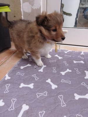 Les chiots de Shetland Sheepdog