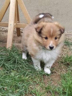 Les chiots de Shetland Sheepdog