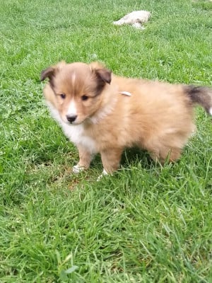 Les chiots de Shetland Sheepdog