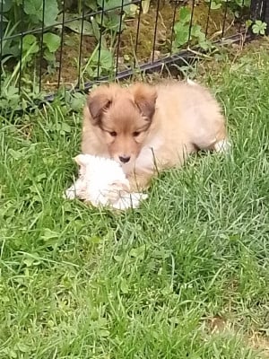 Les chiots de Shetland Sheepdog