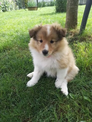 Les chiots de Shetland Sheepdog