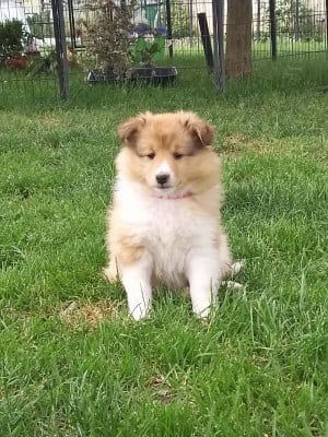 Les chiots de Shetland Sheepdog