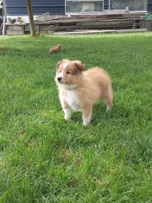 Les chiots de Shetland Sheepdog
