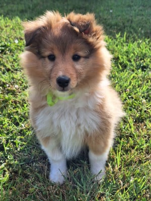 Les chiots de Shetland Sheepdog