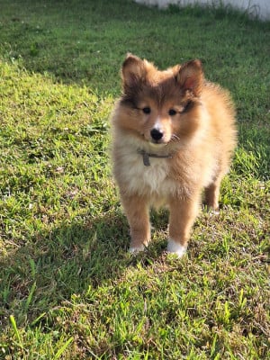 Les chiots de Shetland Sheepdog