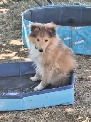 Les chiots de Shetland Sheepdog