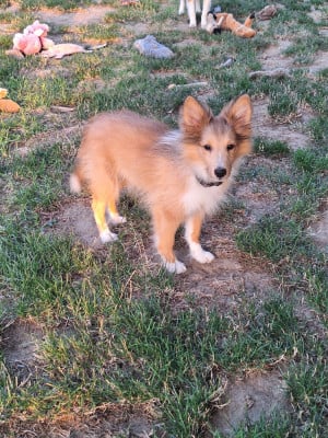 Les chiots de Shetland Sheepdog