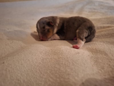 Les chiots de Shetland Sheepdog