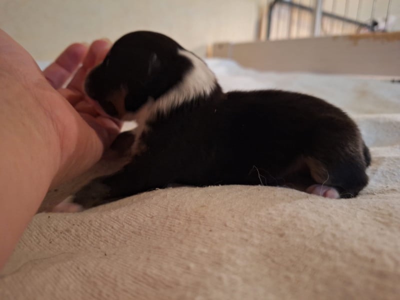 Shetland Sheepdog - de la Chambrette Agenaise