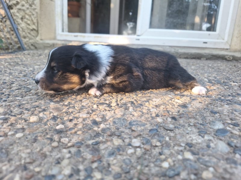 Shetland Sheepdog - de la Chambrette Agenaise
