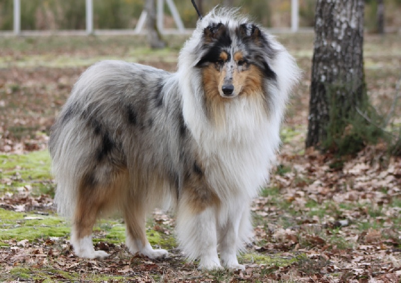 Publication : de Remember our Love Auteur : Marques