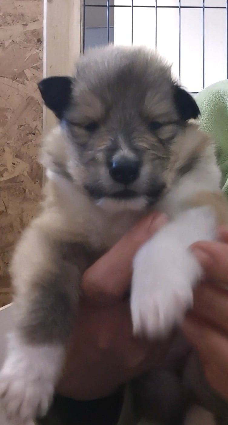 Chiot N°2 - Colley à poil long