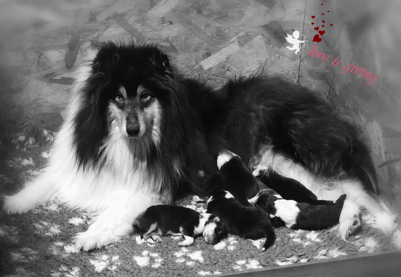 Colley à poil long - de Remember our Love