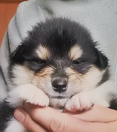 Chiot N°4 - Colley à poil long