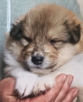 Chiot N°3 - Colley à poil long