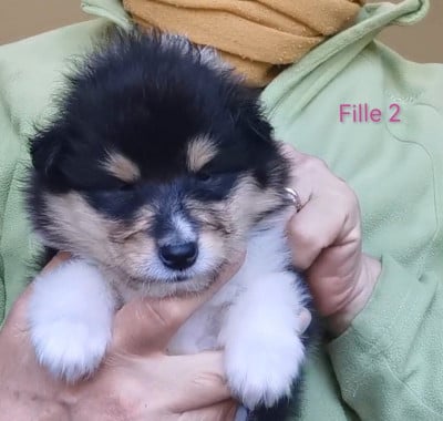 Les chiots de Colley à poil long