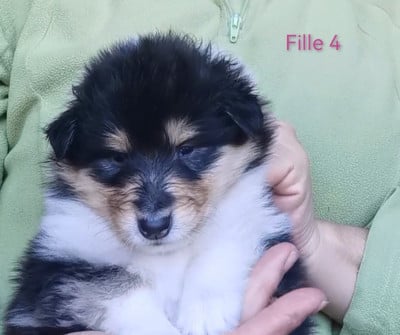 Les chiots de Colley à poil long