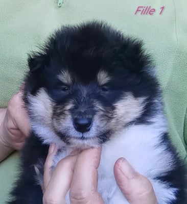 Les chiots de Colley à poil long