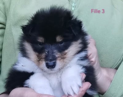 Les chiots de Colley à poil long