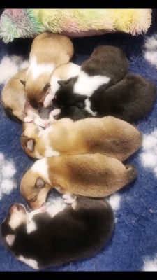 Chiot N°5 - Colley à poil long