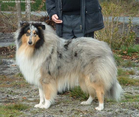 Bee gees blues de Remember our Love - 1er exc - CACS - CACIB