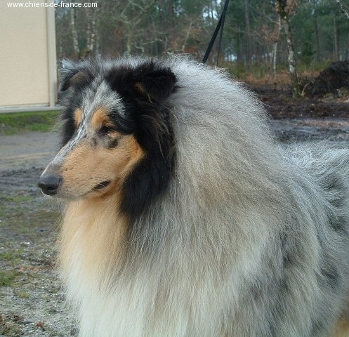 Bee gees blues de Remember our Love - 1er exc - CACS - CACIB