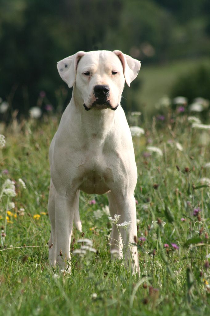 Victoria blanca du Royaume de l'Espina