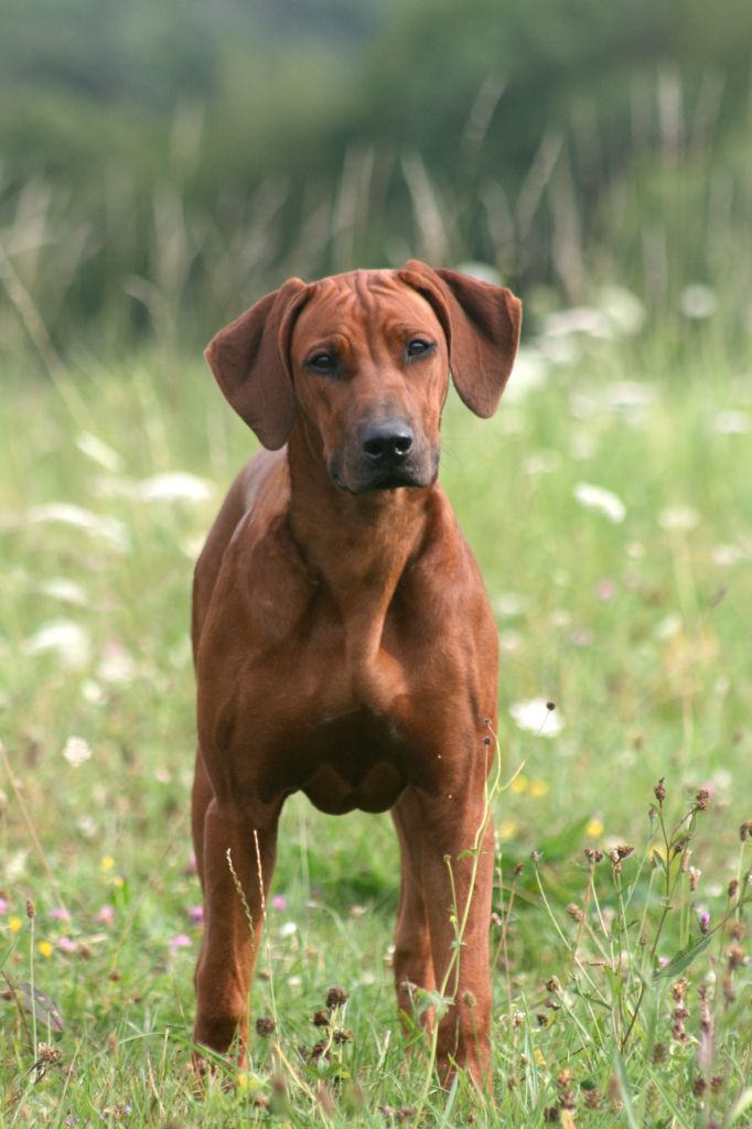 Azzah shani du Royaume de l'Espina