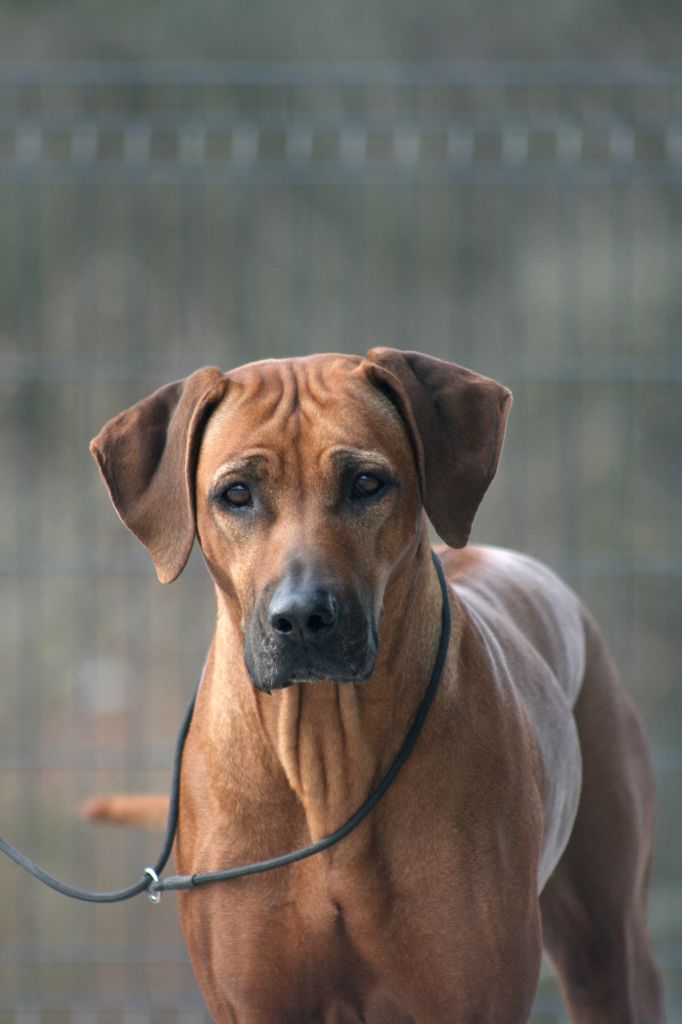 CH. Namazzi tendaji du Royaume de l'Espina