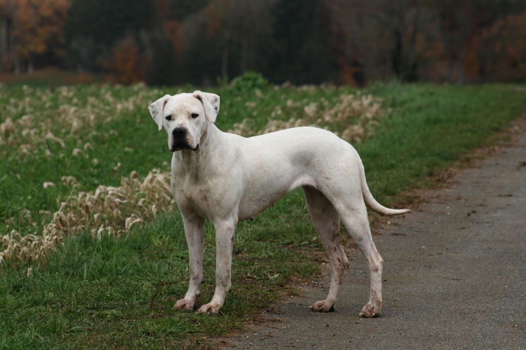 Ibera asesino silencioso