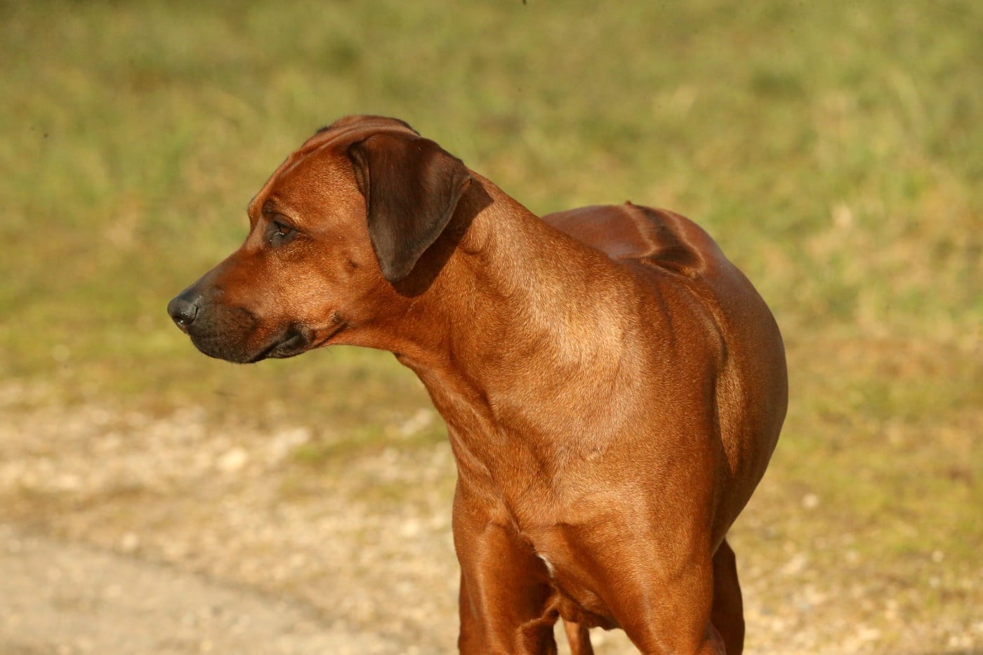 Publication : du Royaume de l'Espina Auteur : Graizely Sylvia