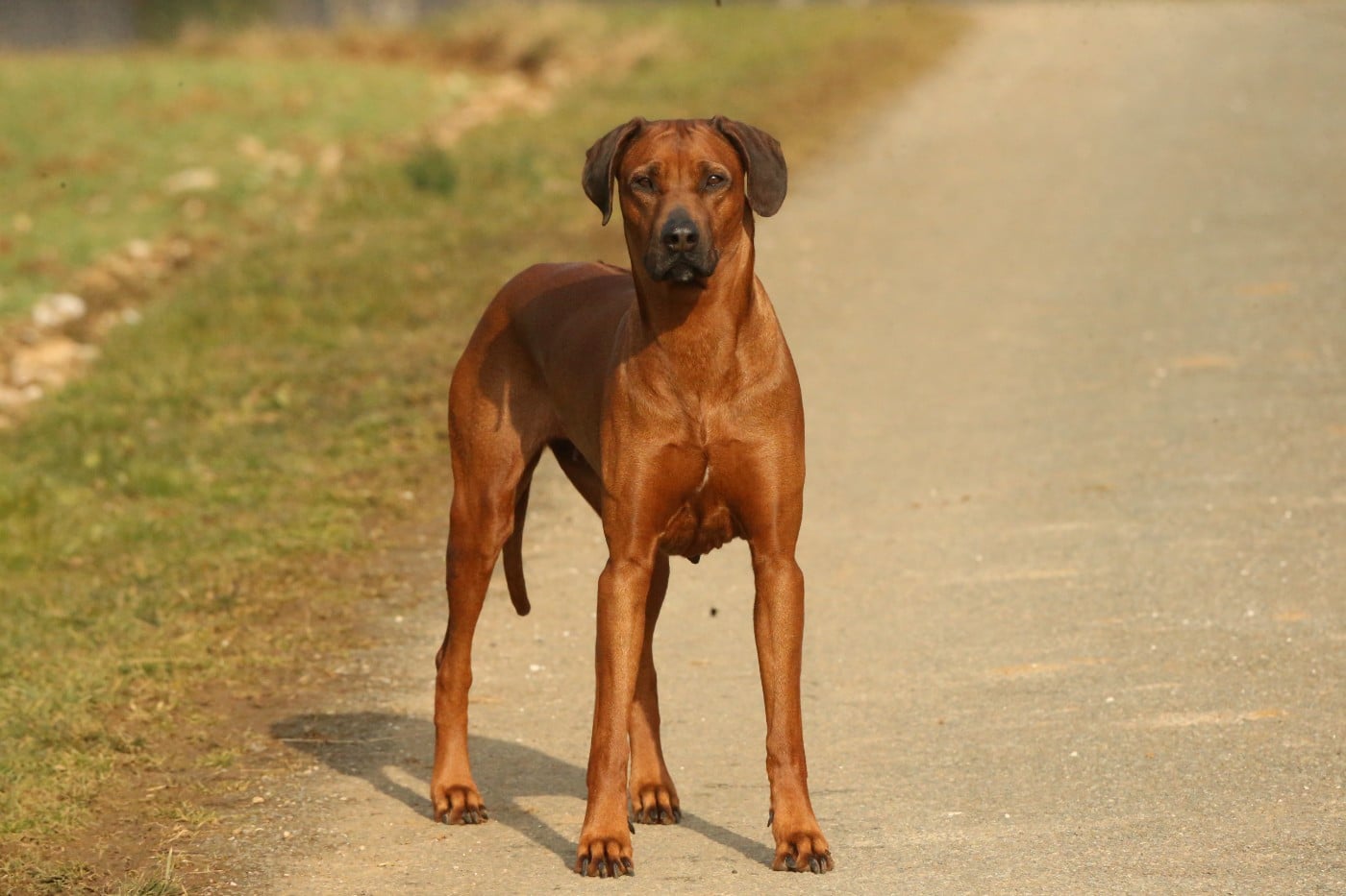 Publication : du Royaume de l'Espina Auteur : Graizely Sylvia