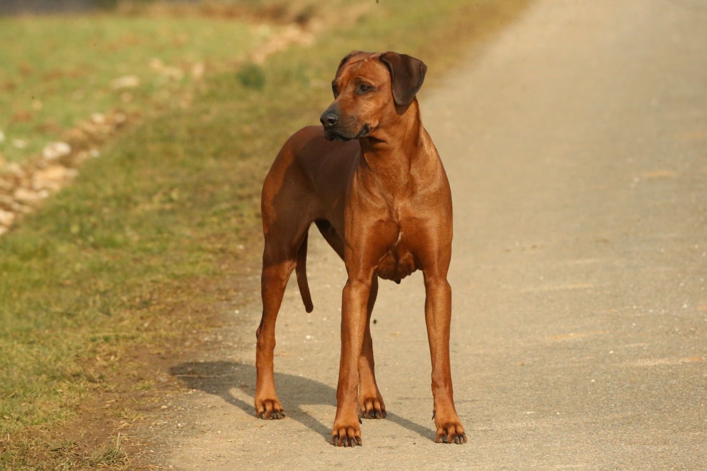 Publication : du Royaume de l'Espina Auteur : Graizely Sylvia