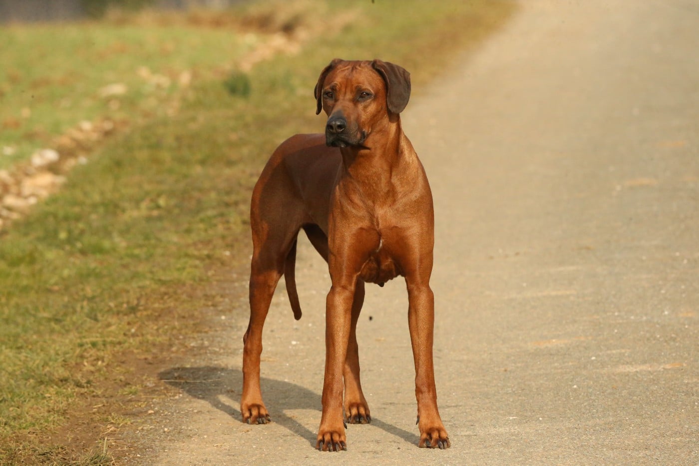 Publication : du Royaume de l'Espina Auteur : Graizely Sylvia